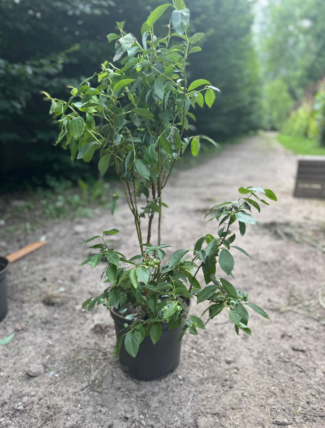 Mięta - różne odmiany