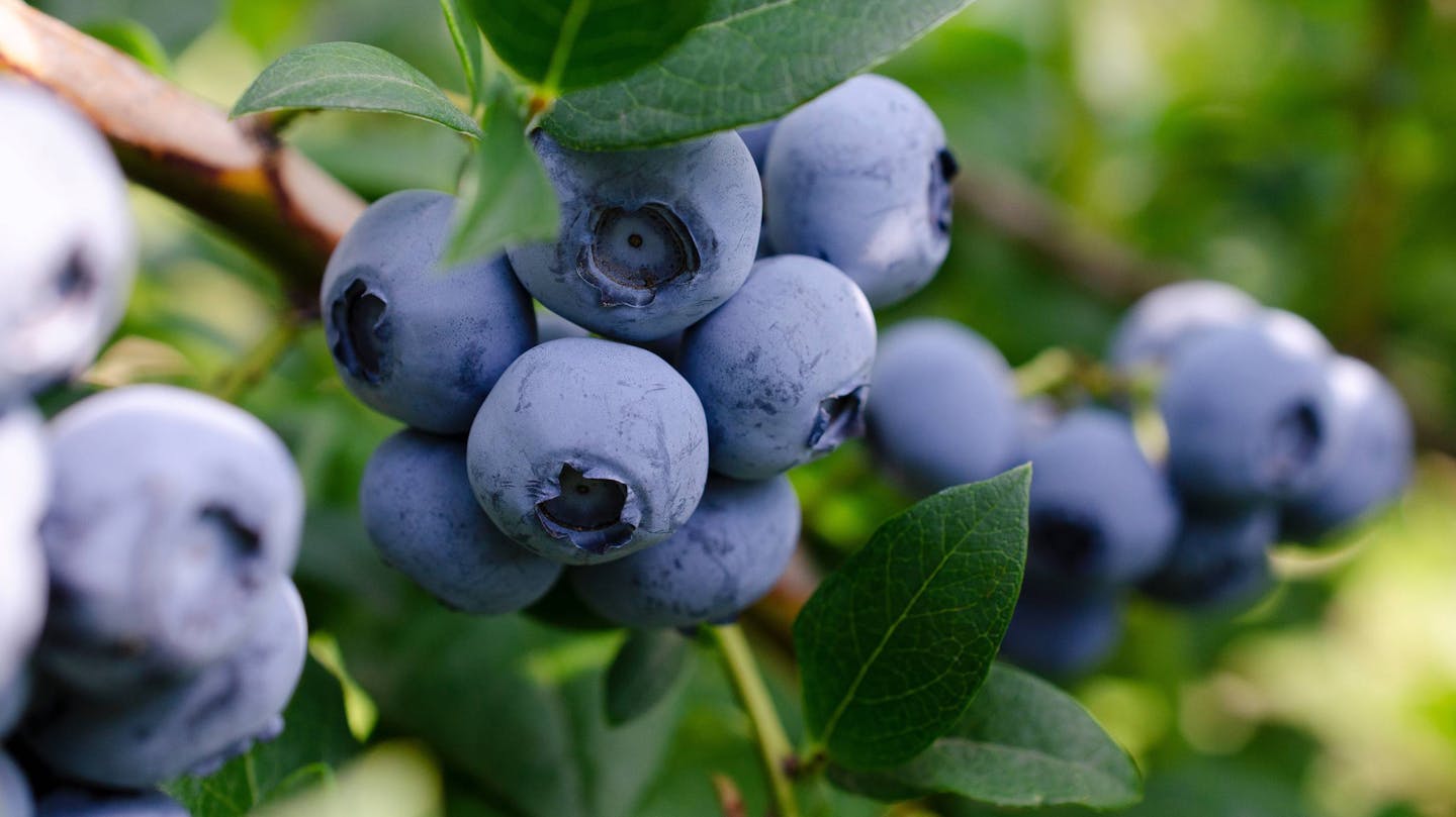 Borówki amerykańskie