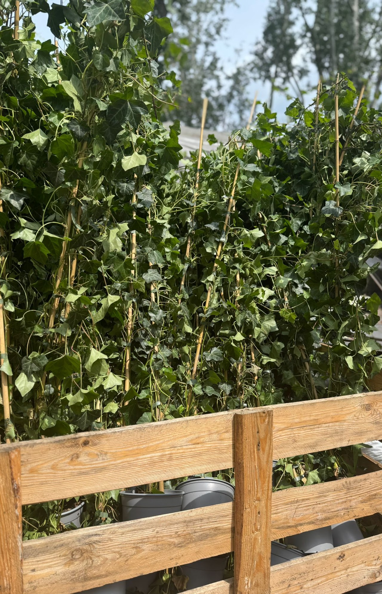 Bluszcz Hedera helix